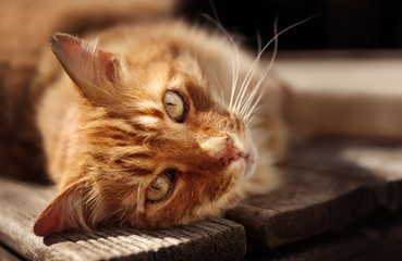 Ginger cat lying on a wooden decking in the garden