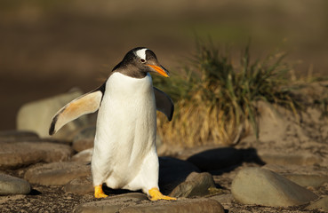 Fototapeta na wymiar Gentoo penguin walking on rocks