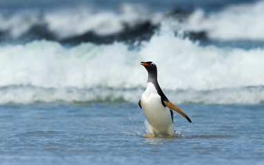Fototapeta premium Gentoo penguin coming ashore from stormy waters