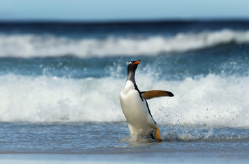 Gentoo penguin coming ashore from stormy waters