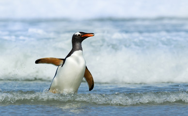 Gentoo penguin coming ashore from stormy waters