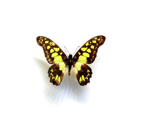 Obraz na płótnie Canvas beautiful butterflies in the white background