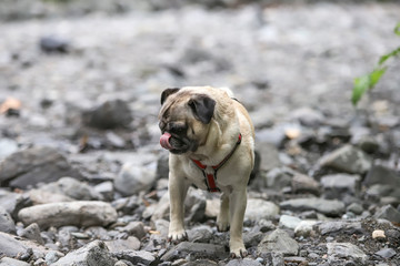 Obraz premium Pug at Stream 