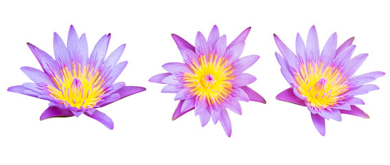 Fototapeta na wymiar Collections purple lotus flower isolated on white background.File contains with clipping path so easy to work.