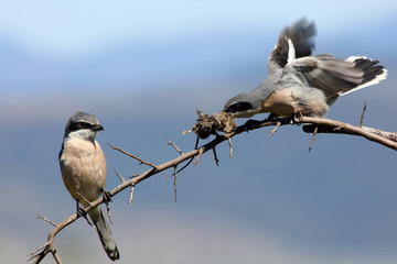 The great grey shrike (Lanius excubitor), known as the northern shrike or  Iberian grey shrike (Lanius meridionalis) sitting on the branch with prey with blue background. Pair of shrikes with prey.