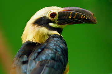 The Visayan hornbill (Penelopides panini)