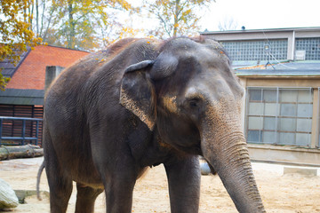 Fototapeta premium elephant in the zoo