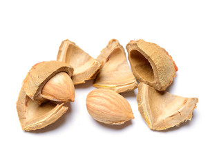 apricot seed