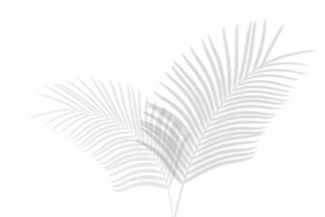 Abstract palm leaves shadow on white wall Background. Blank copy space.