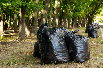 black bags of garbage are under the trees. Garden cleaning concept