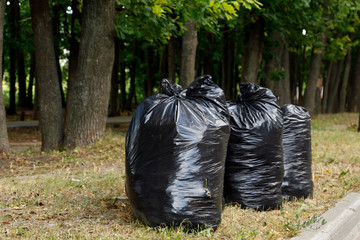 black bags of garbage are under the trees. Garden cleaning concept