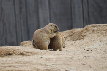 couple prairy dogs cuddling