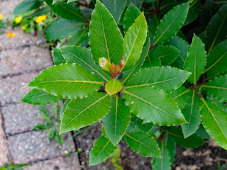 OLYMPUS DIGITAL CAMERA - GARDEN