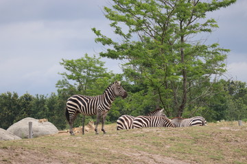 zebra