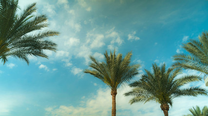 Palm Tree Sky Cloud Time Lapse High quality 10bit footage. Very easy color correction