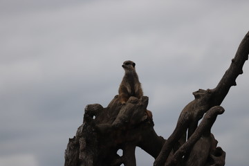 meerkat watching