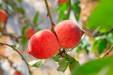 peach trees flourished in the greenhouse