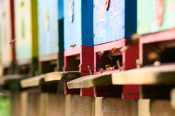 Close up of flying bees. Wooden beehive and bees. Selective focus