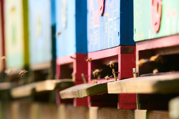 Close up of flying bees. Wooden beehive and bees. Selective focus