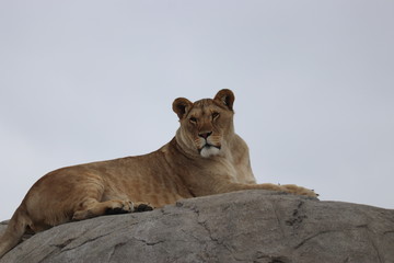 lioness