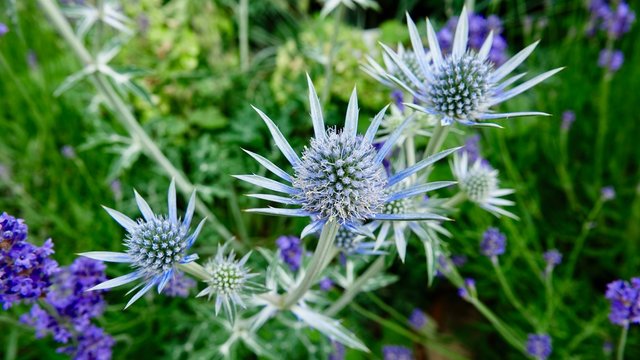 Blaue Zierdistel, Distel, Stachelgew&auml;chs