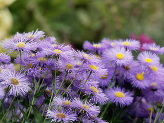 Aster d'été  aux fines ligules de couleur bleu violacé