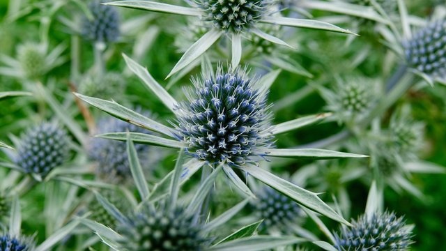 Blaue Zierdistel, Distel, Stachelgew&auml;chs