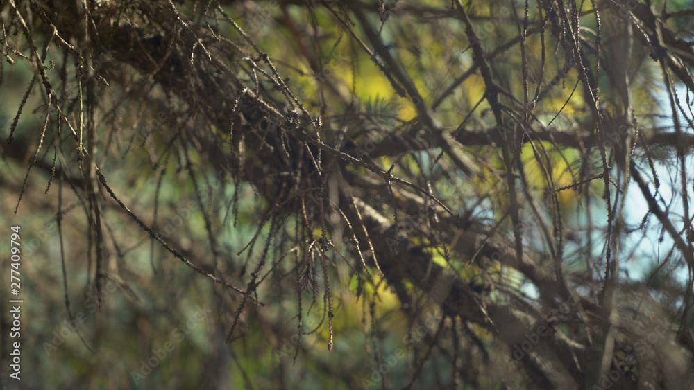 Poster tree branch without leaves. fall in autumn in the forest. close up details amazing nature nature. wi