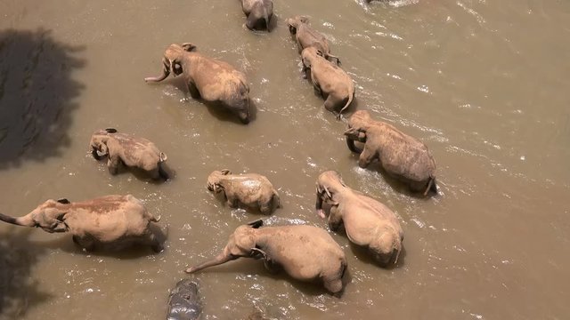 Herd of Asian elephants crossing river, stream, brook or creek. Family of large exotic animals walking at watering place. Wild species in natural habitat. Pinnawala Elephant Orphanage, Shi Lanka.
