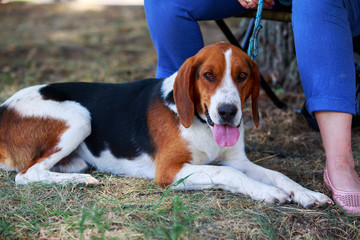 The dog breed American Foxhound