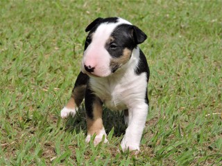 little dog - puppy bull terrie