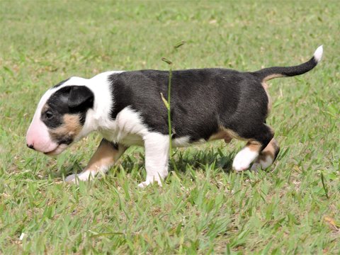 little dog - puppy bull terrie