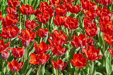 Fototapeta premium Beautiful red tulips blossoming in the garden in spring. Bright spring scenery..