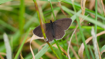 Wild meadow butterfly settling in the grass