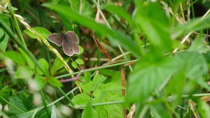Wild meadow butterfly settling in the grass