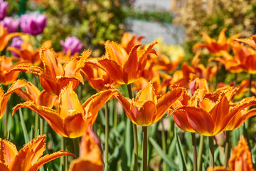 Beautiful orange and yellow tulip field in spring, natural background.