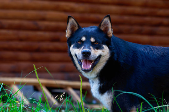 Dog breed East Siberian Laika