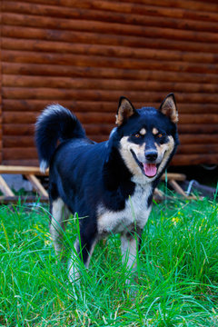 Dog Breed East Siberian Laika