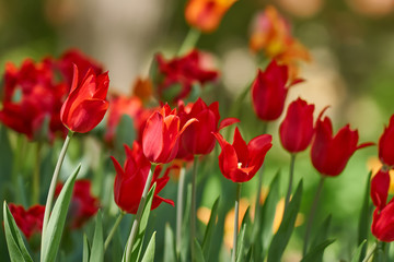 Beautiful  red tulip fields in spring, natural background.
