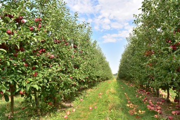 Fototapeta na wymiar apple trees on a plantation - fruit growing and harvesting