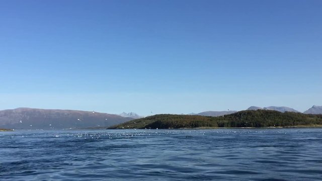 Flock of seaguls in strong tidal current on a beautiful Norway fjord in summer