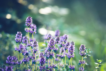 Blooming thyme. Flowers in backlight. Violet flowers on a green background. Medicinal plant.