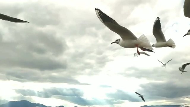 Seagulls and cloud background