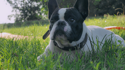 Fototapeta premium Cute french bulldog lying on the green fresh grass. Small dog white and black color looking at the camera.