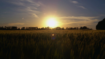 Breathtaking landscape at countryside sunset. Paysage on the field with young small growing wheat around beautiful big trees. View of the sunset in the evening sky
