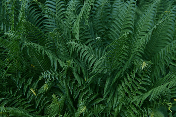 Fototapeta na wymiar Beautiful tropical fern background with young green fern leaves. Dark and moody feel. Selective focus. Concept for design.