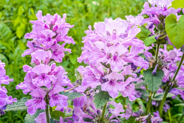 Purple flowers in wild nature