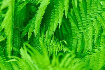 Beautyful ferns leaves green foliage natural floral fern background.