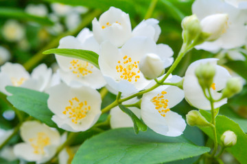 Obraz premium White jasmine bush blossoming in summer day