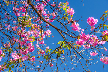 Pink Trumpet Tree (Ipê Rosa) on a Blue Sky Background in Belo Horizonte, Minas Gerais State, Brazil